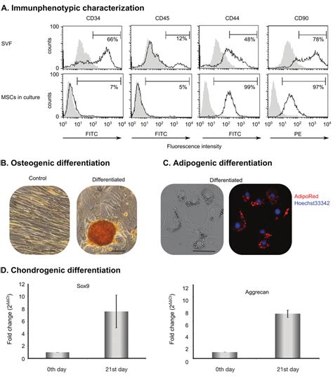 Characterization Of Adipose Tissue Derived Mesenchymal Stem Cells