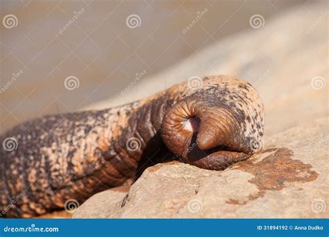 Nose Of Elephant Stock Photo Image Of Ecology Animal 31894192