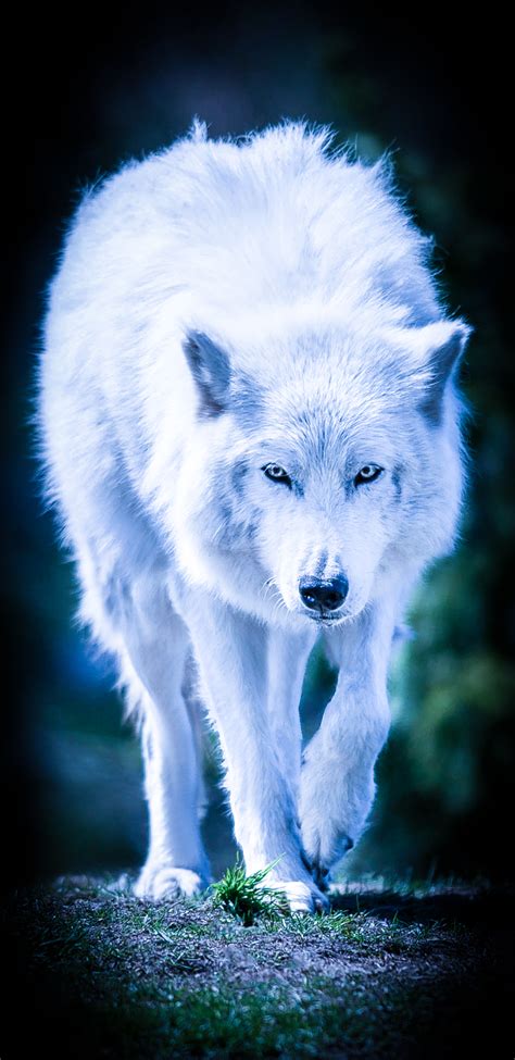 How to set a wolf wallpaper for an android device? 4K Wolf Wallpapers 2019 - AllHDWallpapers
