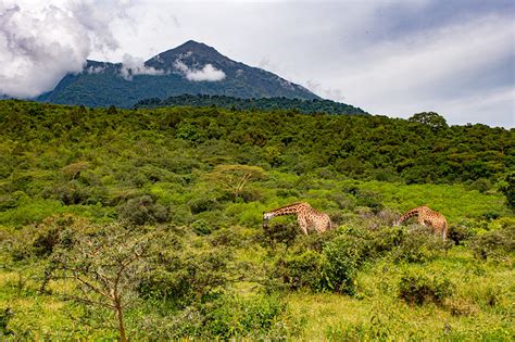 Arusha National Park Arusha Park Tanzania Arusha Safaris
