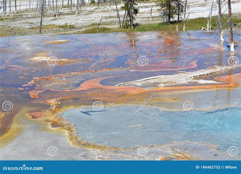 Lower Geyser Basin Wyoming Blue Water Steam Hot Springs Trees