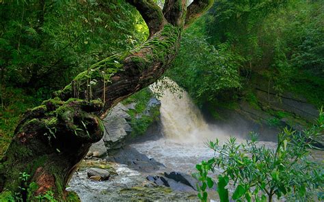 Waterfalls Waterfall Greenery Moss Nature River Tree Hd