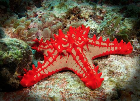 Red Knobbed Starfish Protoreaster Lincki Flickr Photo Sharing