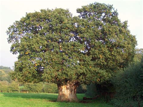Filvery Old Oak Tree Wikipedia
