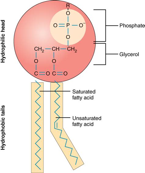 The Cell Membrane · Anatomy And Physiology