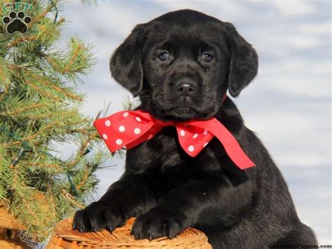 Selling due to change in work commitments, and it is unfair that he doesn't get the time and attention he need for being a pup. Kandyce, Black Lab puppy for sale from Christiana, PA ...