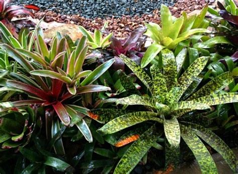 A Section Of My Bromeliad Bed In My Small South Florida Garden The