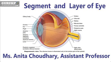 Segment And Layer Of Eyebsc Nursing Youtube