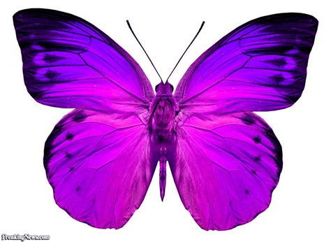 So Pretty Mariposas De Colores Pinturas De Mariposas Insectos Animados