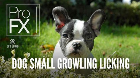 All the sound effects of domestic animals and cries of the animal kingdom: Dog Small Growling Licking | Animal Sound Effects | ProFX (Sound, Sound Effects, Free Sound ...
