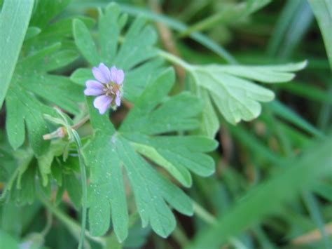 Small Flowered Geranium Geranium Pusillum Species Information Page