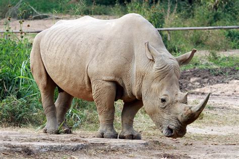 World Rhino Day Uganda Spearheads Species Comeback Daily Sabah