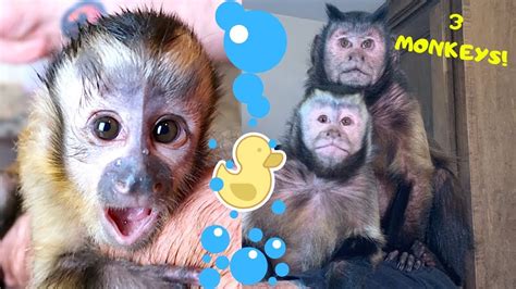 Monkey Bath Time Three Monkeys Live And Unedited🐒 Youtube