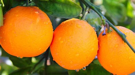 How To Grow Healthy Citrus Trees Mitre 10