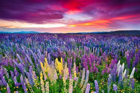 30 Most Colorful Flower Fields Best Photography Art Landscapes And