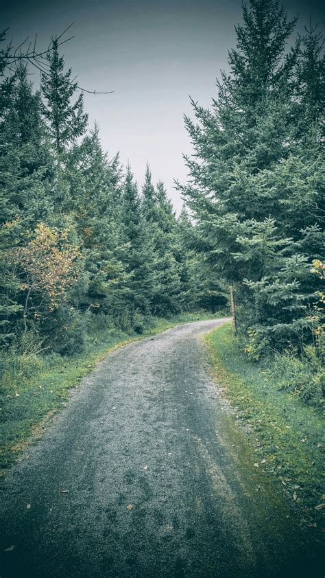 Photography Aesthetic Nature Journey Path Trees Coniferous