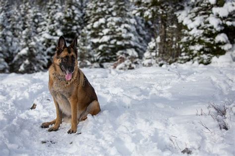 German Shepherd Dog Hike Woods Stock Photos Free And Royalty Free Stock