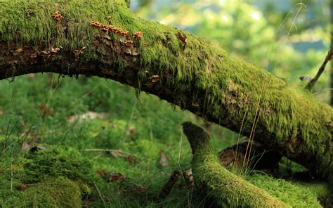 Mossy Log Full Hd Wallpaper And Background Image 2560x1600 Id151153