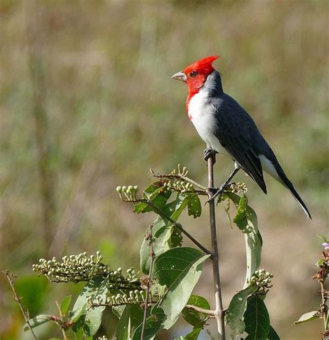 Meet The Red Crested Cardinal