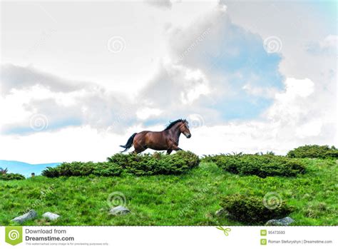 The Horse That Runs In The Background Of The Sky And Clouds Stock Image