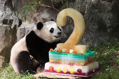 Giant Panda Cub Celebrates 2nd Birthday Picture Amazing