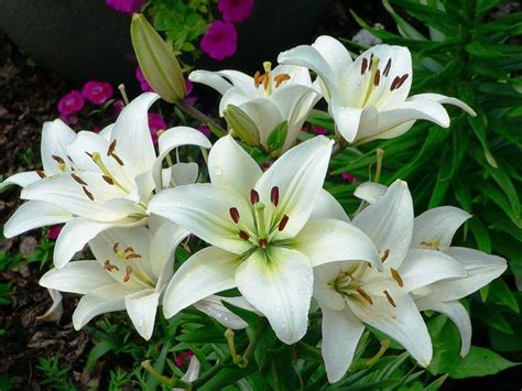 Bunga Lili Adalah Contoh Tanaman Hias Yang Berkembang Biak Dengan Cara