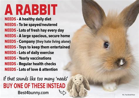 Rabbit Care Advice Best 4 Bunny Pet Bunny Rabbits Rabbit Care