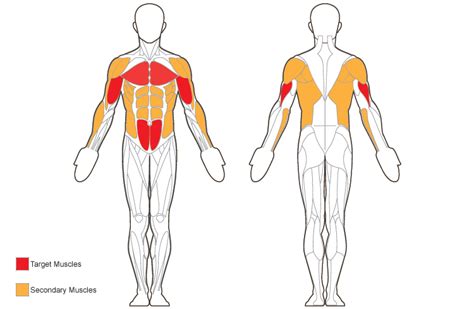 Belson Closerlook Front And Back Target Muscles