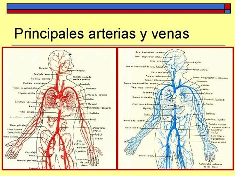 Sistema Circulatorio Arterial Y Venoso Anatomía Médica Anatomía