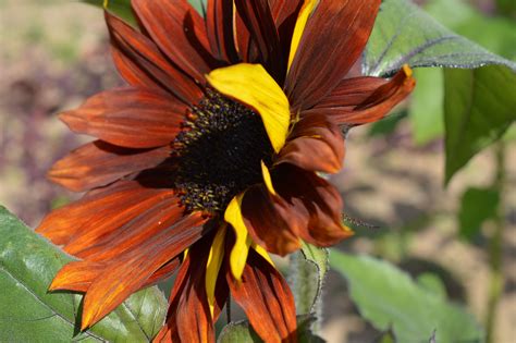 Bloom times vary, depending on your climate and even the growing conditions in your yard. Sunflower Earthwalker | October flowers, August flowers ...