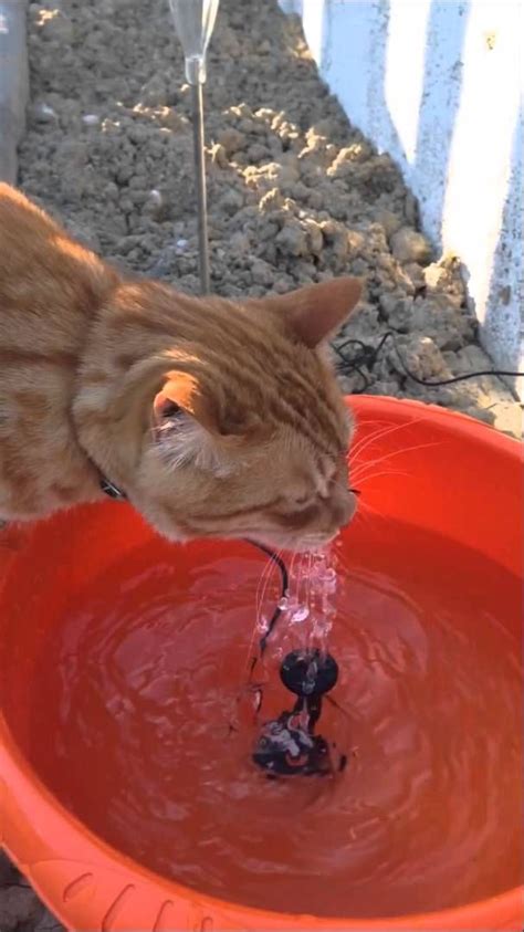 Save yourself a few dollars by creating your own with one of these diy plans. Cat solar drinking fountain | Solar fountain, Diy solar fountain, Cat fountain