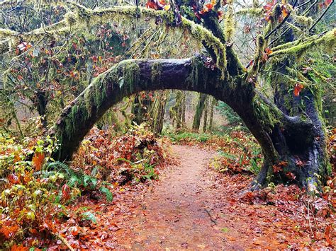 Hoh Rainforest Washington Nov 15th 2017 3264x2248 Hiking In The Rain