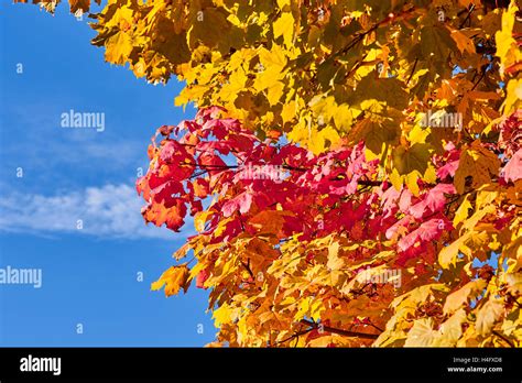 Golden Red Yellow And Green Maple Leaves On A Tree In Front Of The