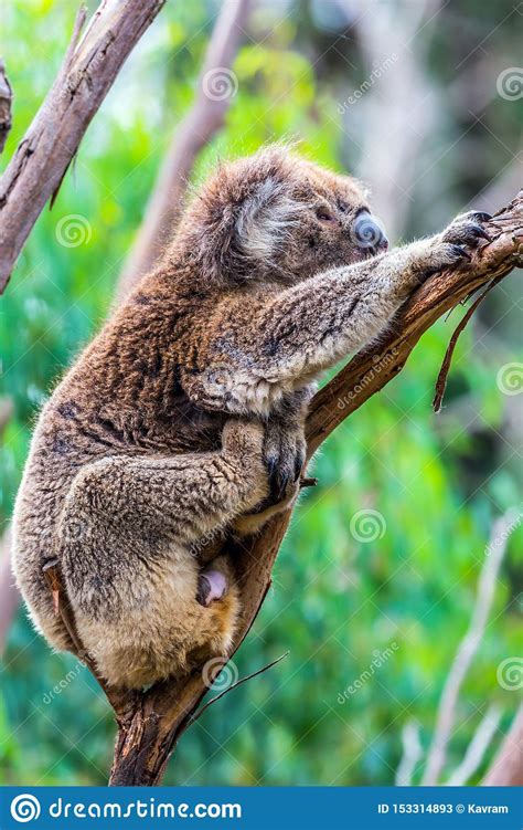The Brown Koala Stock Image Image Of Eating Embracing 153314893