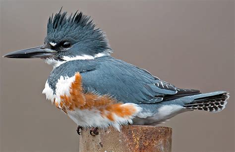 Illinois Students Vote In Favor Of Belted Kingfisher Mascot
