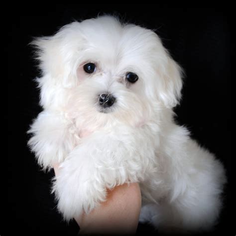 Cute Puppy Dogs Maltese Puppies