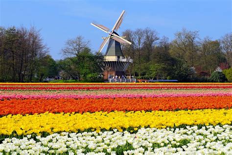 Lisse La Primavera En Holanda Es Una Fiesta 50 Paisajes Donde