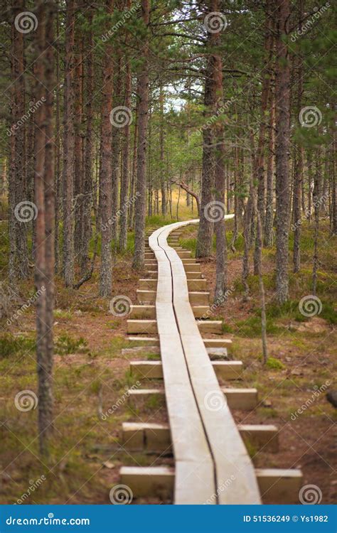 Winding Forest Wooden Path Walkway Stock Image Image Of Lush Golden