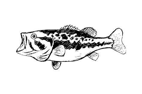 Bass Fish Line Drawing Style On White Background 558576 Vector Art At