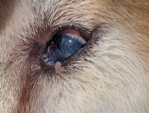 What Can Cause A Dog Eye Infection