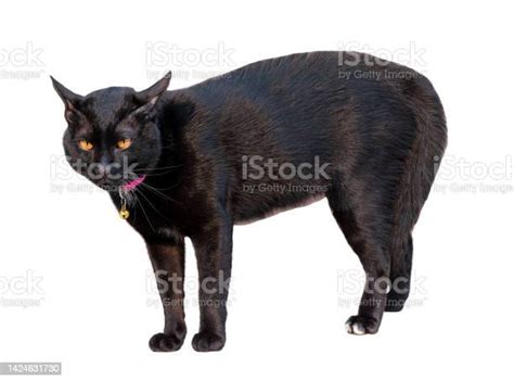 Black Cat Is Threatening Isolated On White Background With Clipping