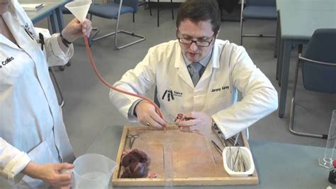 Heart Dissection Video Demonstration Youtube