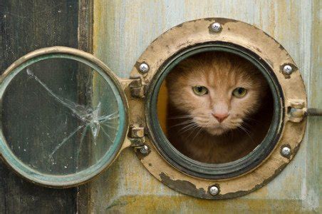 This diy cat door is a simple solution for those of you who don't want to permanently alter your interior doors or if you live in a rental and aren't allowed to make any big modifications. 10 Truly Amazing Cat Doors And Entryways | Petslady.com