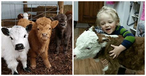 These Fluffy Mini Cows Insanely Adorable And Make Great Pets