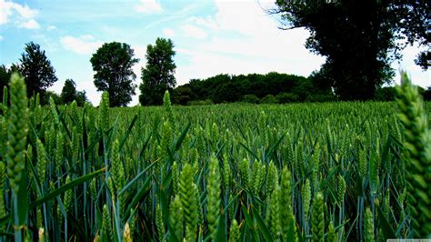 Green Wheat Field Background Hd Images Photos Download Cbeditz