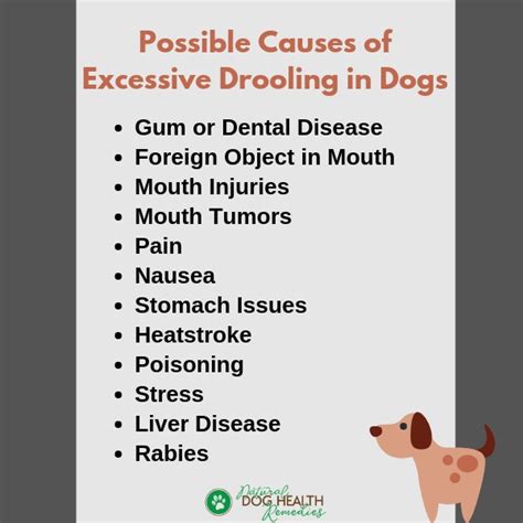 Possible Causes Of Excessive Drooling In Dogs