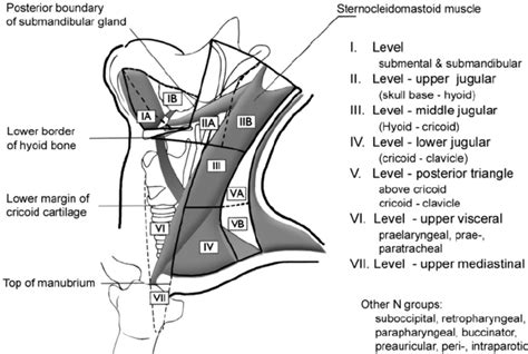 Cervical Lymph Node Regions Imaging Based Level System Som