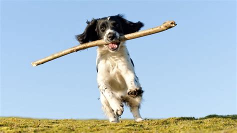 Who What Why Is It Dangerous For Dogs To Fetch Sticks