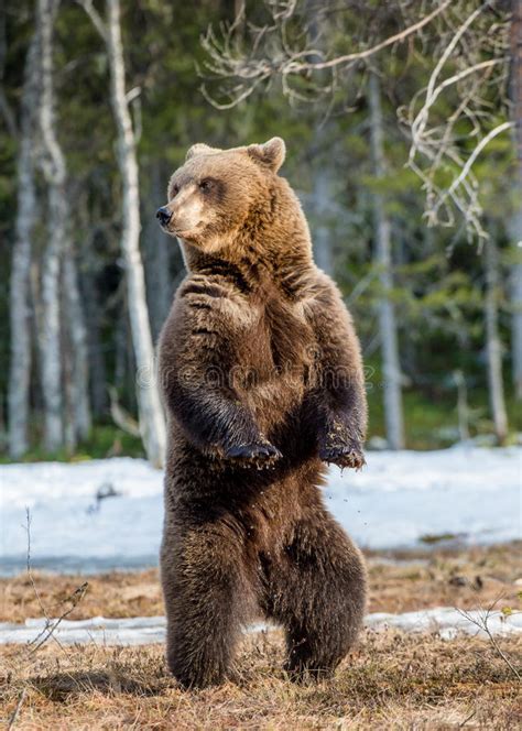Brown Bear Standing On His Hind Legs Stock Image Image Of Color