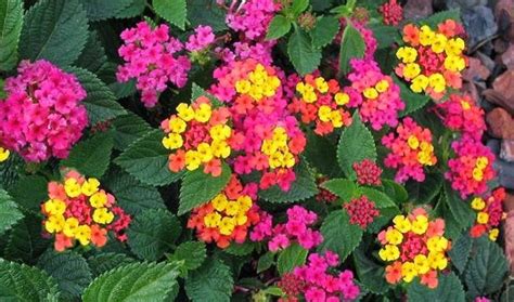 Lantana Heads Are Clusters Of Tiny Flowers In Shades Of Red Pink